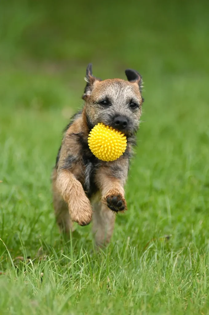border-terrier-dog-carrying-yellow-ball